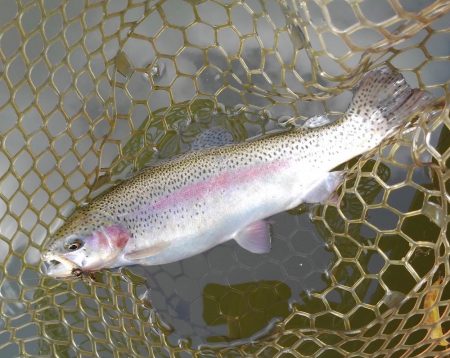 大安トラウトレイク釣果